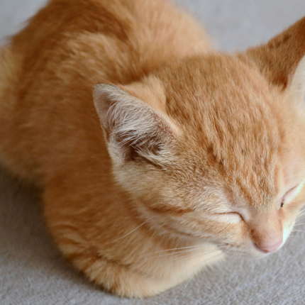 Why Does My Cat Loaf?