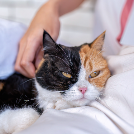 Cats' Will Sometimes Fake Being Sick black and orange kitty Sickness bahaviors