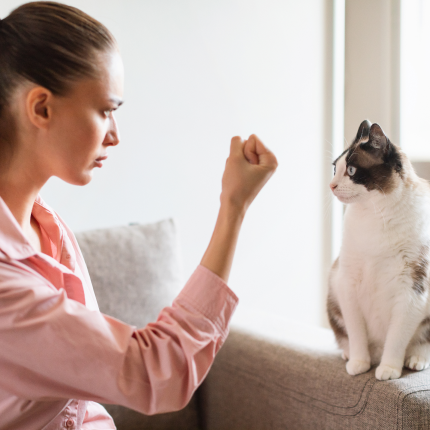 Do Cats Prefer People Who Don't Like Cats? cat and person