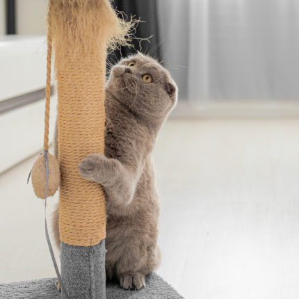 Science-Backed Strategies to Stop Your Cat From Scratching Furniture Cat scratching a post