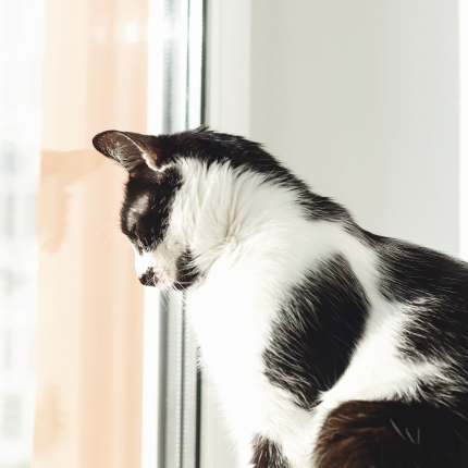 The Annual Wedge Cat Tour Unites a Minneapolis Neighborhood black and white cat