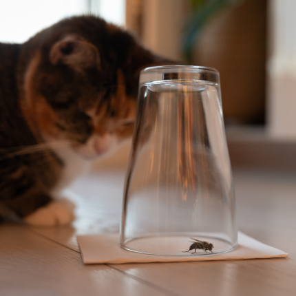 There's Potential for Insect-Based Pet Foods Among Cat Owners