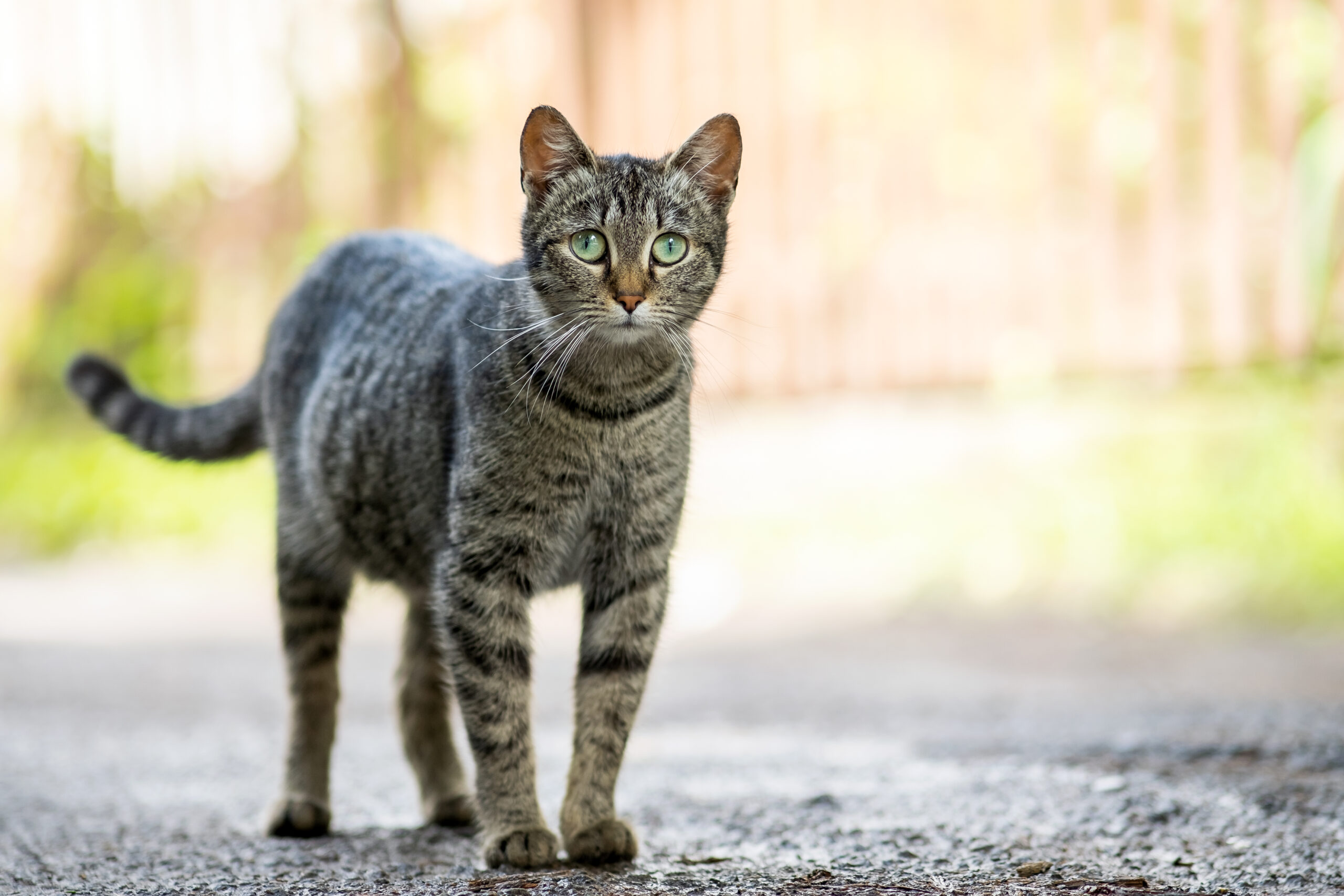 The Success of Banyule’s Free Cat Sterilization Program