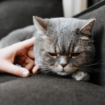 Study Reveals Cats Show Signs of Mourning After Losing a Friend