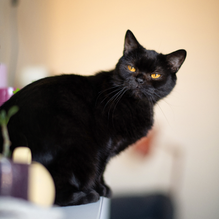 10 Fascinating Facts About Black Cats cat