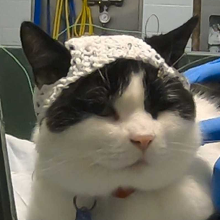 Researchers Utilize Adorable Hats to Measure Cats' Brainwaves