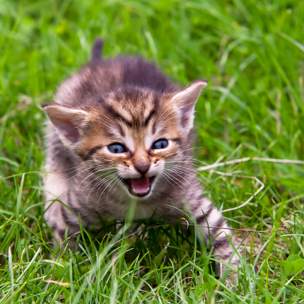 What is Single Kitten Syndrome?