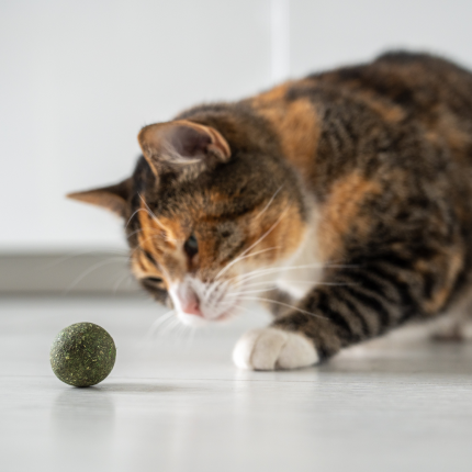 Fetching Instinct in Cats