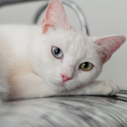 White Cat Genetics