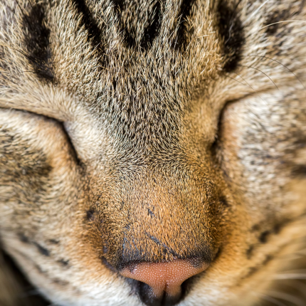 Study Confirms a Simple Trick to Communicate With Cats