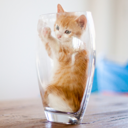 study-unveils-how-cats-are-actually-liquid