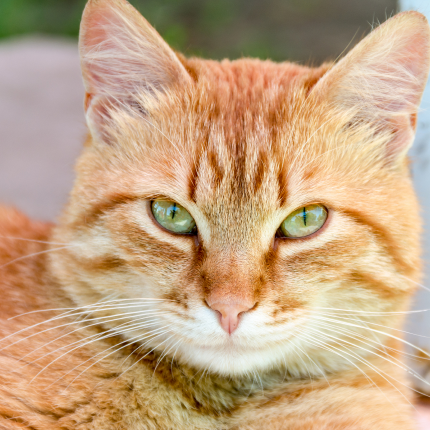 Scientists Solve the 60-Year-Old Mystery Behind Orange Cats' Fur Color