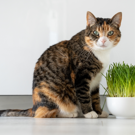 How Dietary Fiber Influences Hairballs in Cats