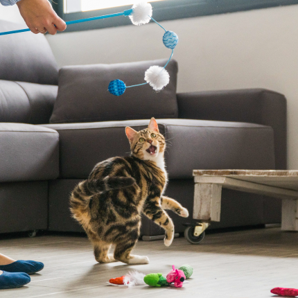 Environmental Enrichment: A Key to Happier Cats