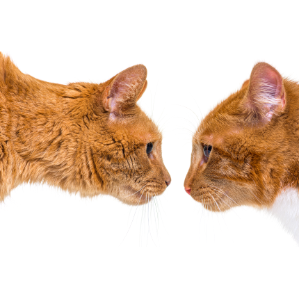 Cat Facial Signals and Mimicry