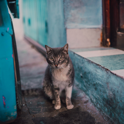 Why Are Cats More Likely to Be Strays?