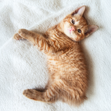 What Is Manx Syndrome?