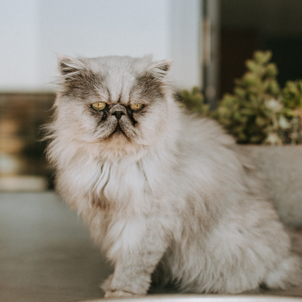 How Human Preferences Shaped Feline Features