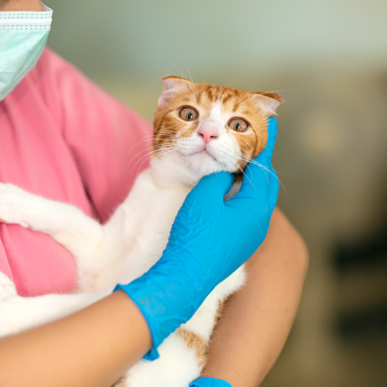 How to Spot If Your Cat Has an Infection and What to Do About It