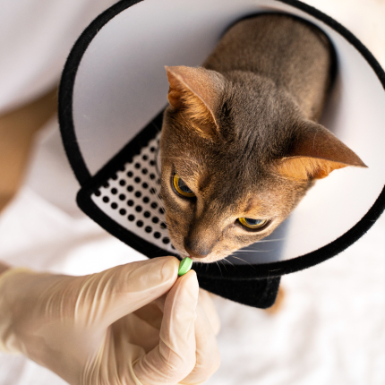 Hyperthyroidism in Cats and Treatment Options