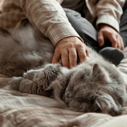 Why More People Are Using In-Home Pet Euthanasia to Say Goodbye