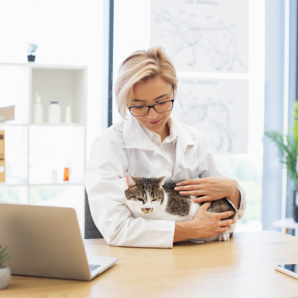 Turns Out Office Cats Boost Workplace Productivity and Happiness