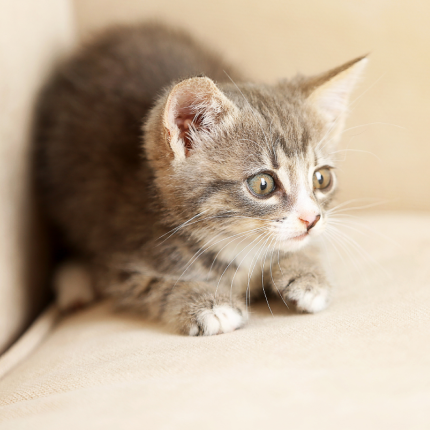 Why You Should Avoid Flooding to Change Your Cat's Behavior (And What to Do Instead)