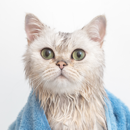 When You Should (and Shouldn’t) Bathe Your Cat