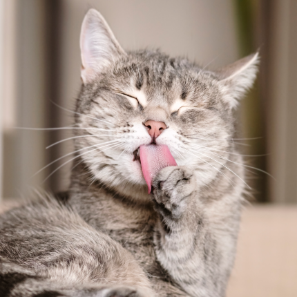 What Is Overgrooming?