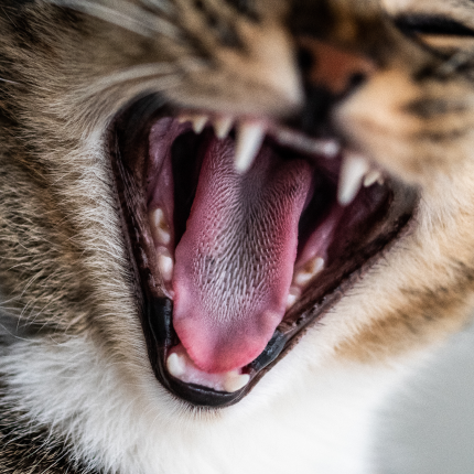 Why Some Cats Are Chattier Than Others