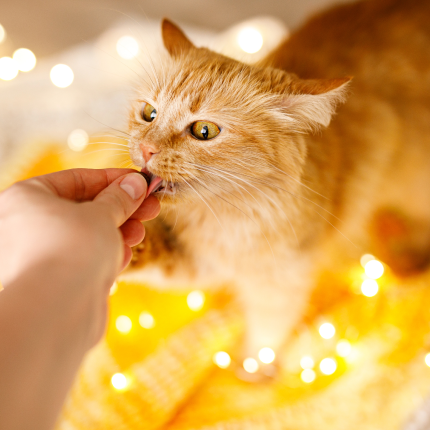 A Look Inside Operation 'Cattitude'