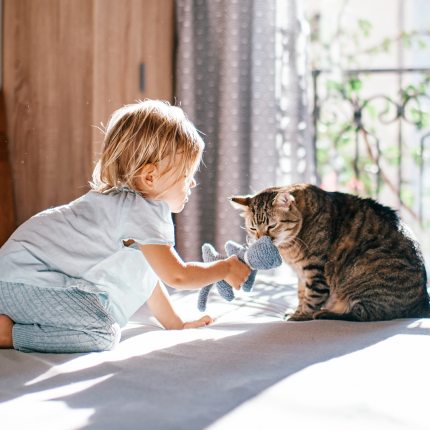 Research Finds How Cats Identify Their Owners by Scent
