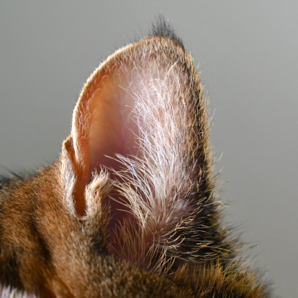 Why do Some Cats Have That Extra "Ear Fold"