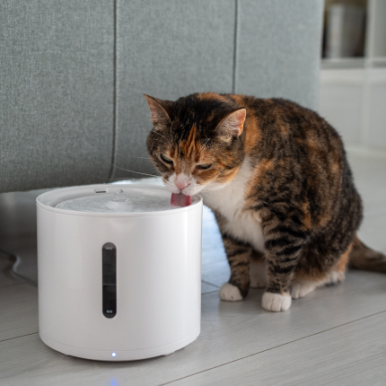 How to Keep Your Cat Hydrated in Summer