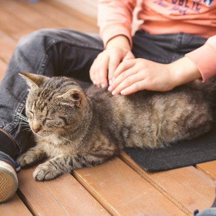 How to Check and Update Your Cat’s Microchip Information