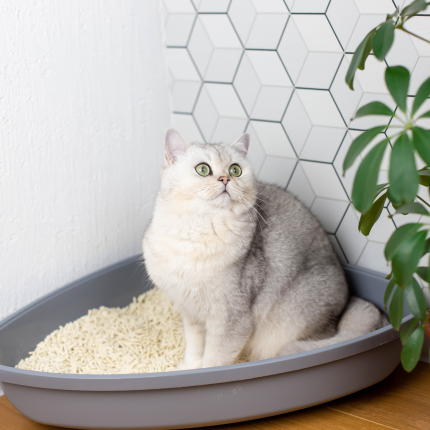 What To Do if Your Cat Poops or Pees Everywhere but the Litter Box