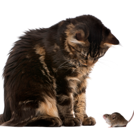 Why Cat Parents Should Never Use Rodenticide