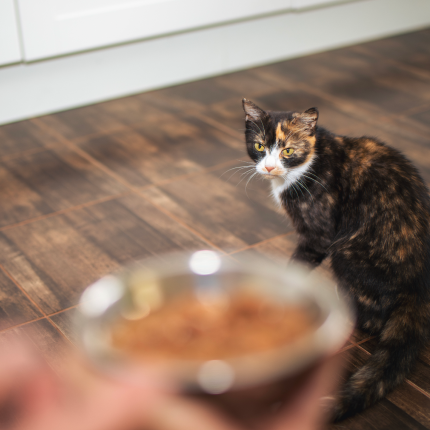 Are Home-Cooked Cat Meals Truly Nutritious?