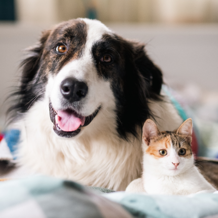 Top 10 Dog-Friendly Cat Breeds