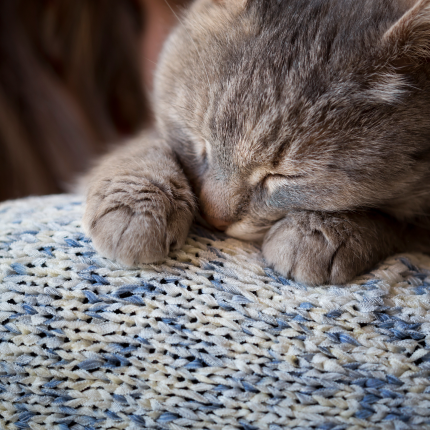 A relaxed cat falling asleep.