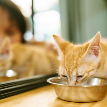 An orange cat eating from a bowl