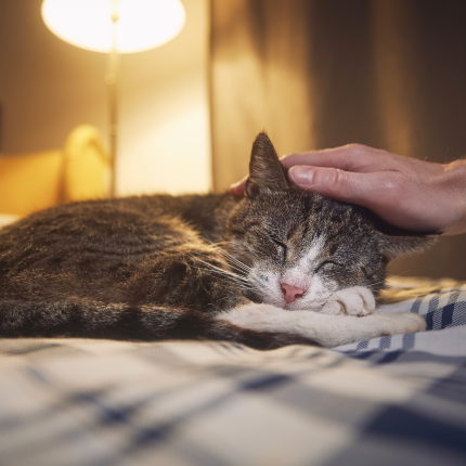 A grey/white cat receiving headpats
