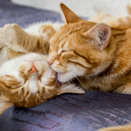 Two orange cats grooming each other