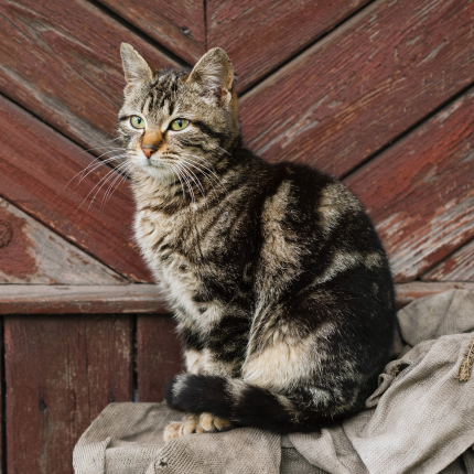 A grey domestic short hair tabby cat resting