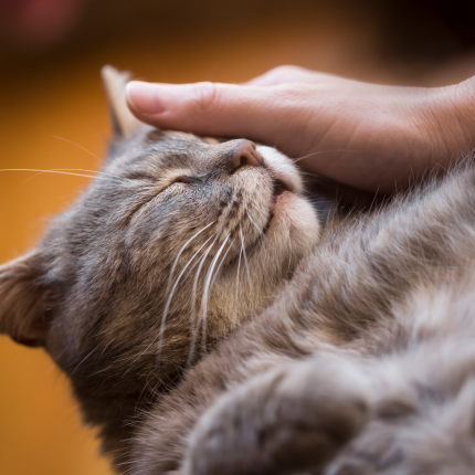 A grey cat getting pet
