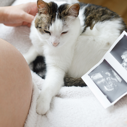 A cat chilling with their pregnant owner.