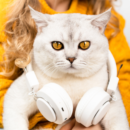 A white/grey cat wearing a headphone set