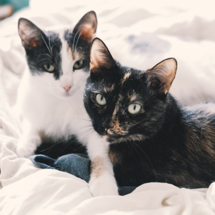 Two relaxed cats lying on a soft, white blanket. One cat is black and white, while the other has a tortoiseshell coat. They gaze calmly at the camera.