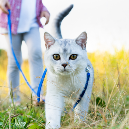 A white gray cat on a blue leash walks through tall grass, with a person in jeans and a colorful shirt following.