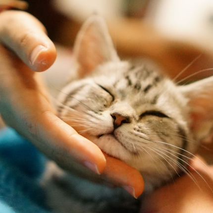 A gray tabby kitten with their eyes closed enjoys a gentle chin scratch from a person's hand.